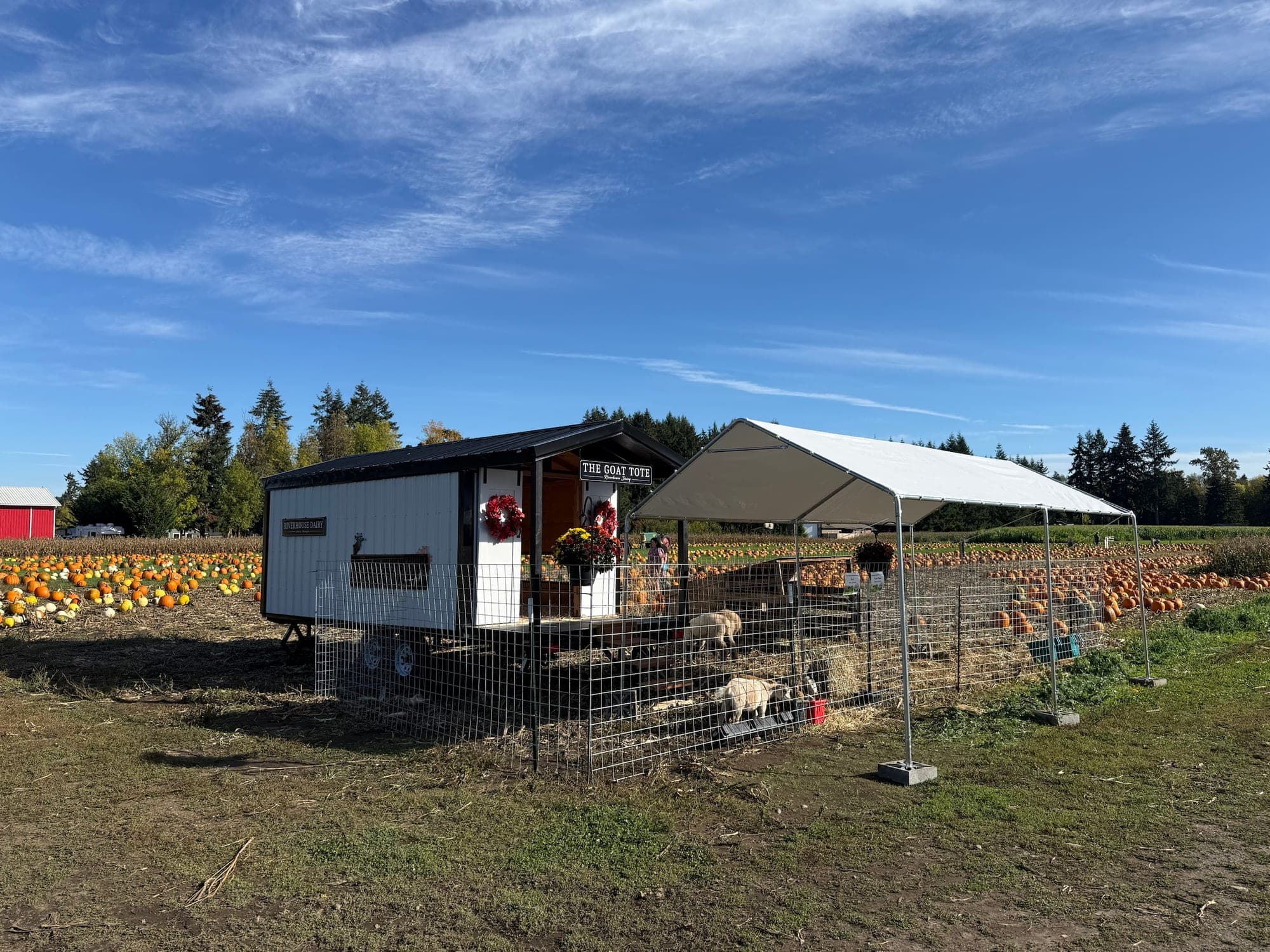 The Goat Tote set up in a pumpkin field with a fenced pen and a shade canopy beside it