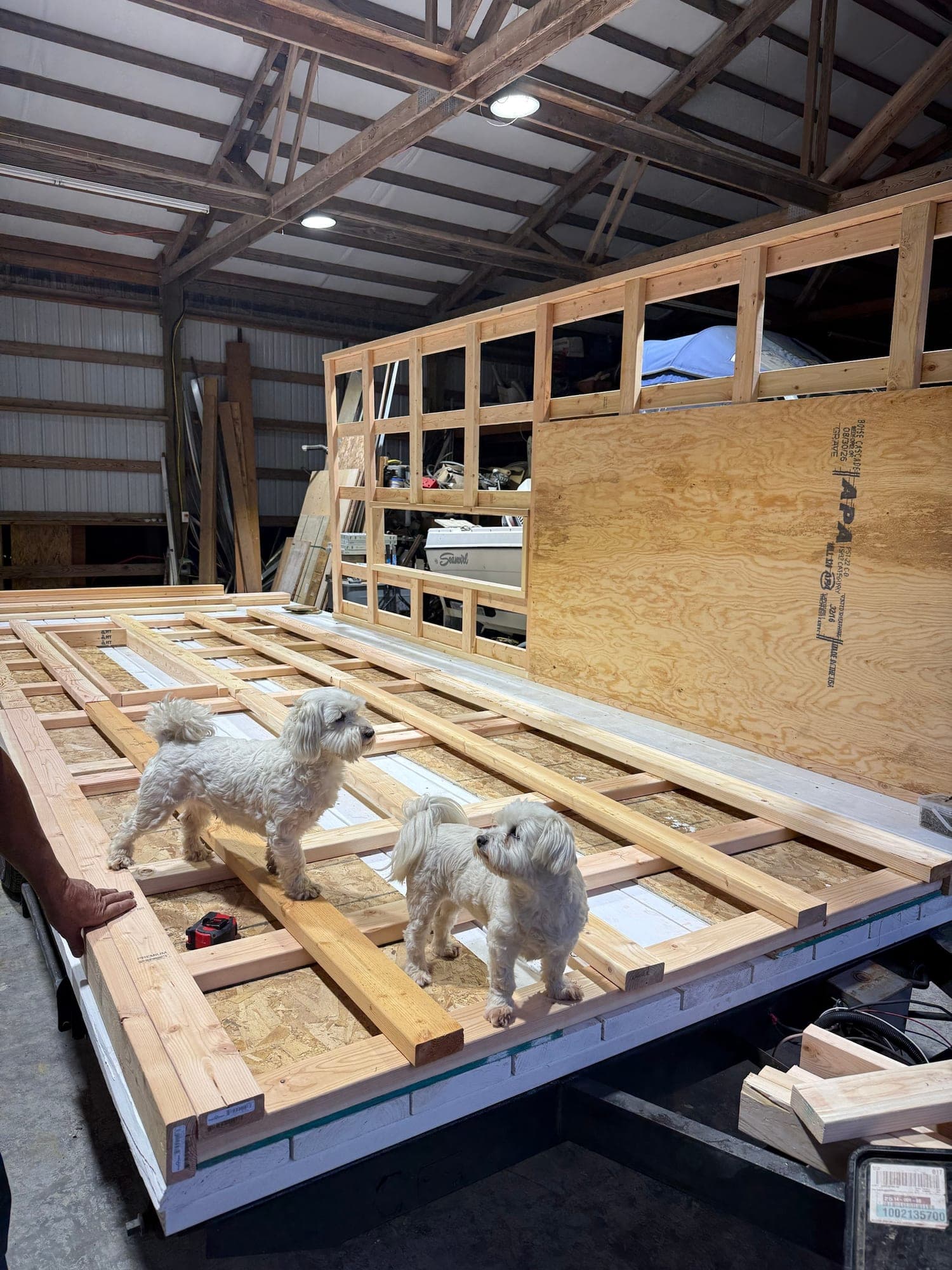 Two small white dogs standing on a wall frame inside the shop while the first wall goes up