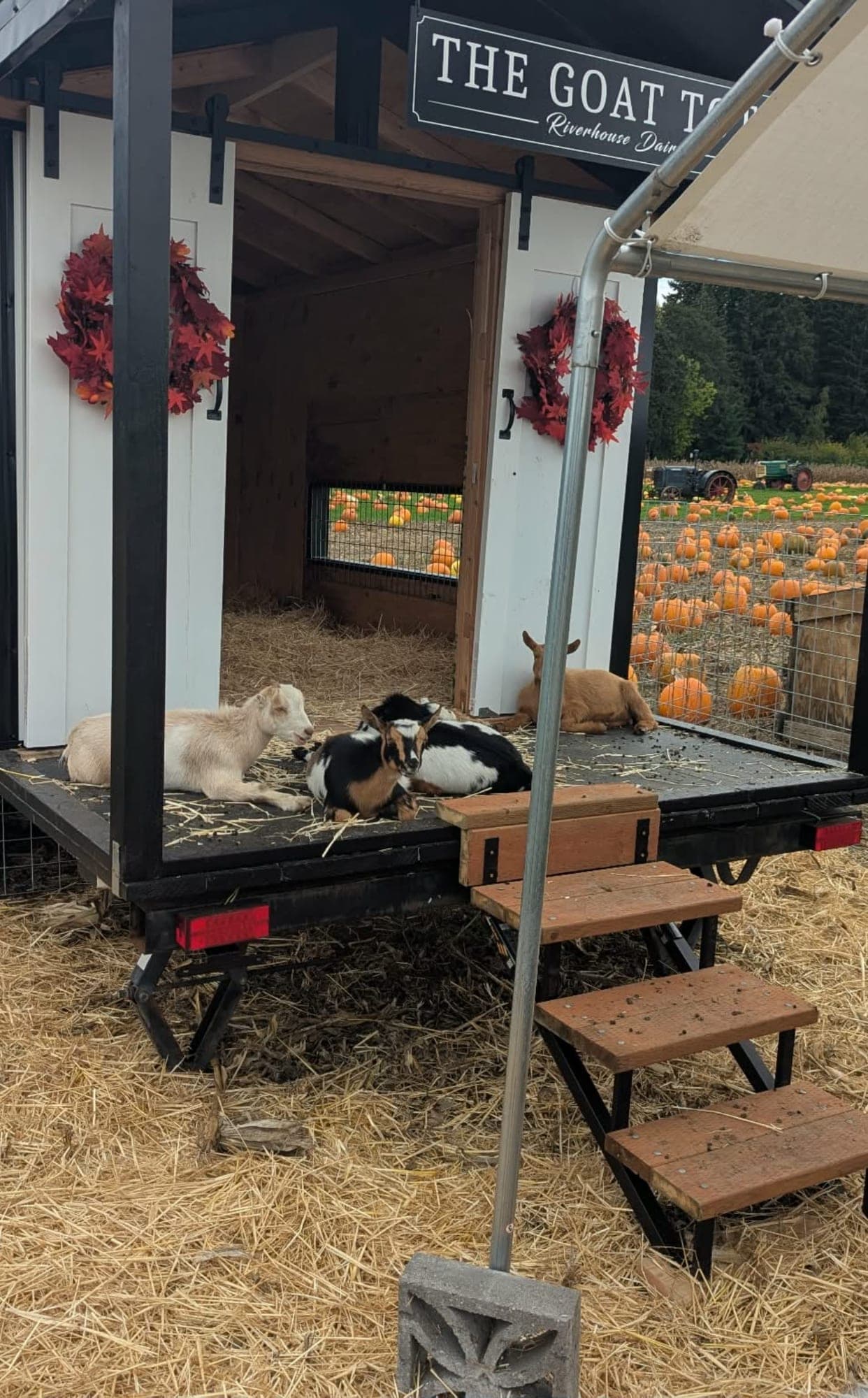 Four young goats resting on the straw-covered porch of the Goat Tote at the pumpkin patch